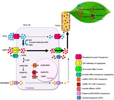 Arsenic Hyperaccumulation Strategies: An Overview